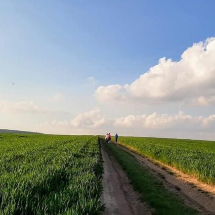 zielona roza krajobraz